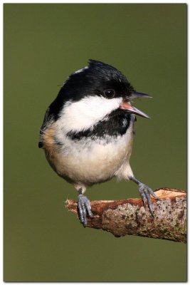 Coal Tit