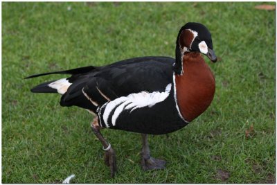 Red-breasted Goose 2870.jpg