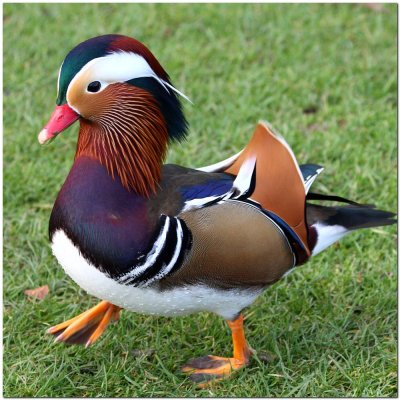 Mandarin Duck Male  2875.jpg