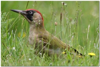 Green Woodpecker (Female)   4437