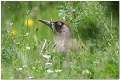 Green Woodpecker (Female)   4441