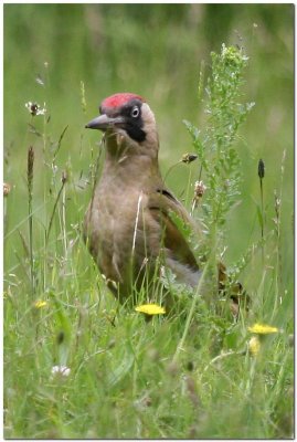 Green Woodpecker (Female)    4431