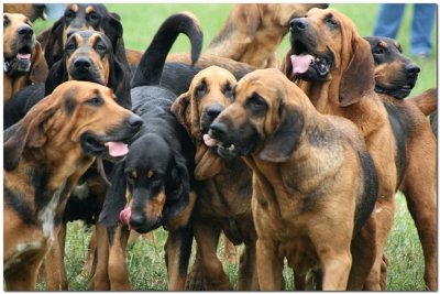 Bloodhounds 4654