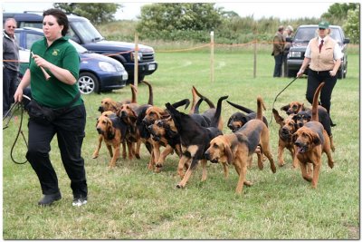 Bloodhounds Pack  4695