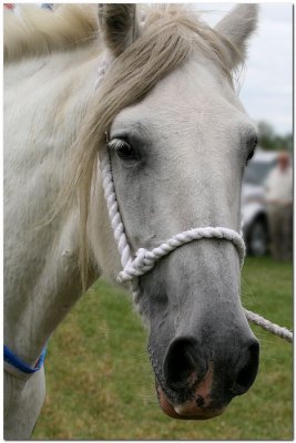 White horse  4629