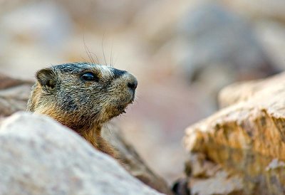marmot.jpg