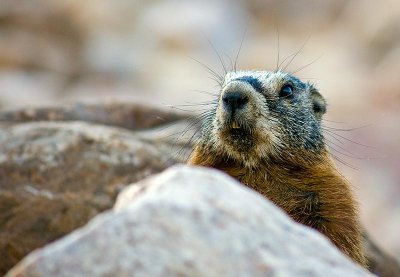 marmot2.jpg