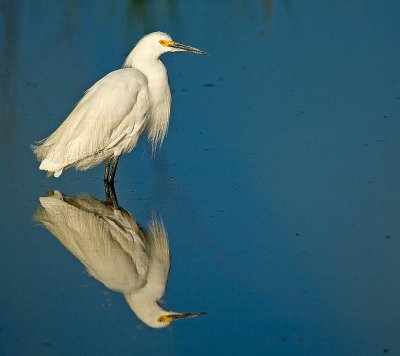 egret2.jpg