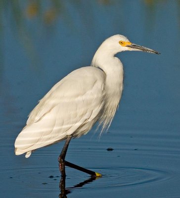 egret4.jpg