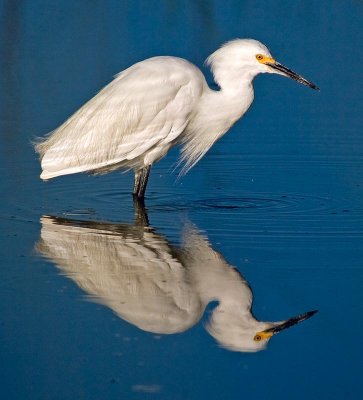 egret5.jpg