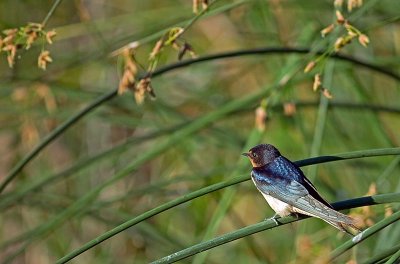 swallow5.jpg