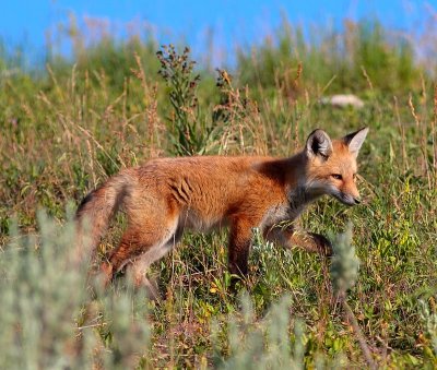 fox.jpg