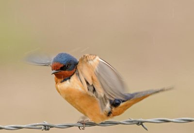 swallow.jpg