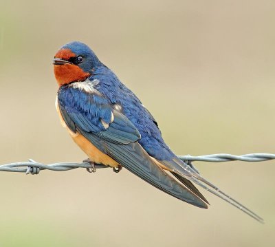 swallow2.jpg