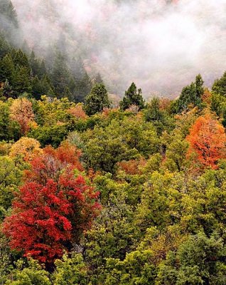 Fall on Snowbasin Mountain