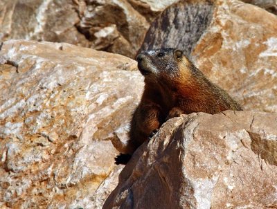 marmot2.jpg