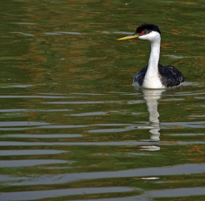 grebe2a.jpg