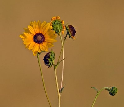 sunflower.jpg