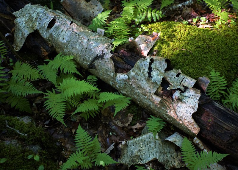 Decaying Birch