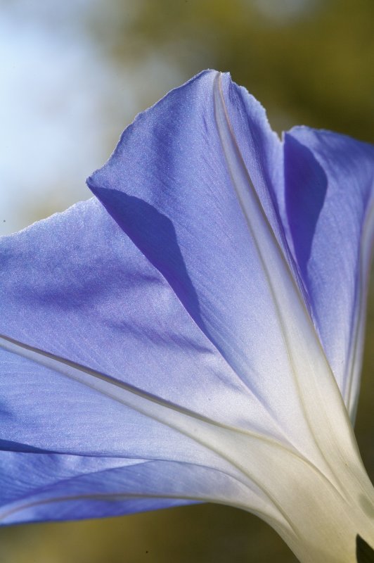Unfolding Glory