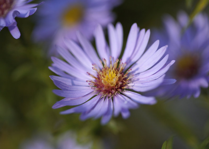 Asters 3