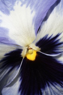 Blue Pansy