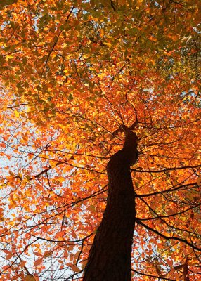 Canopy Light