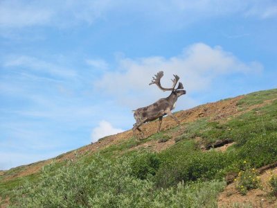 Caribou on the hoof