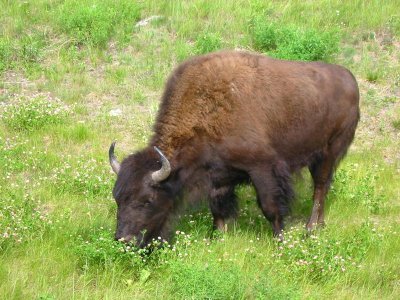 Bison along the highway
