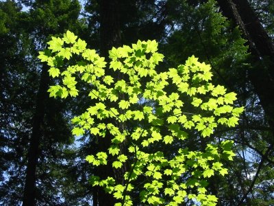Backlit alder leaves