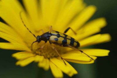 Strangalia maculata