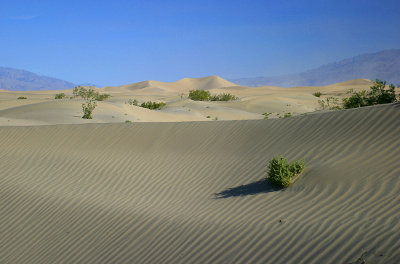 Rolling Sand Dunes