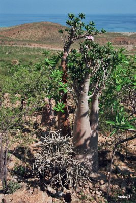 Desert rose