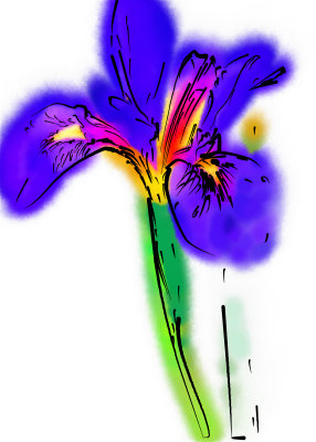 Water Iris 2 drawing.jpg