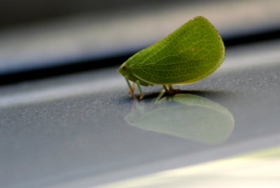 Leafy Bug - Lo.jpg