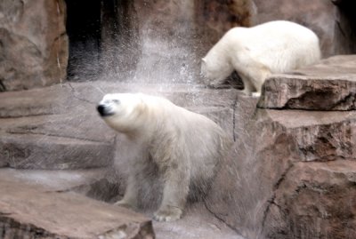 Polar Bear Drying - Lo.jpg