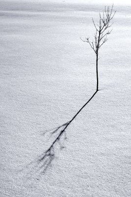 Tree in Snow 2.jpg