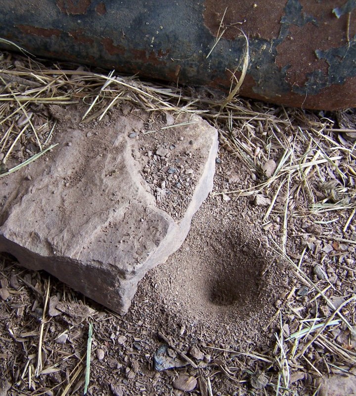 The Ant Lions Lair