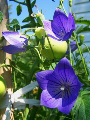 Friends are like Flowers