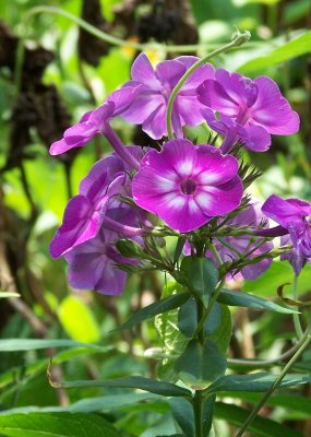 Pretty Phlox