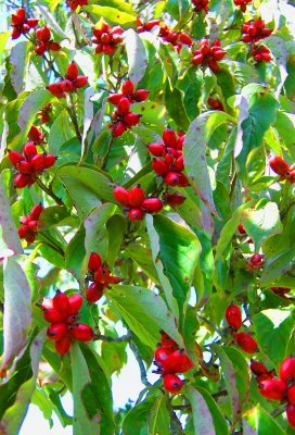 Dogwood Berries....