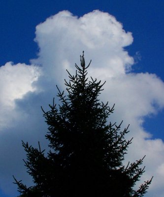 Tree & Clouds