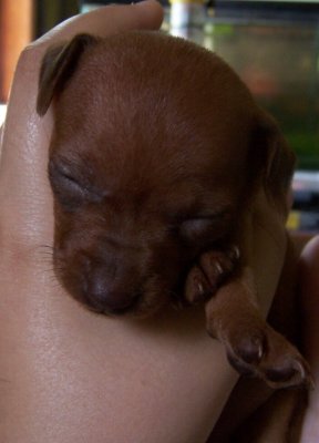 Another Sleepy MinPin Pup Pic