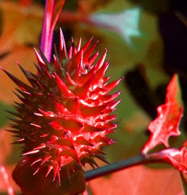 Seed Pod at Sunset