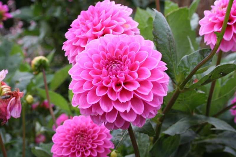 Dahlia 2.jpg