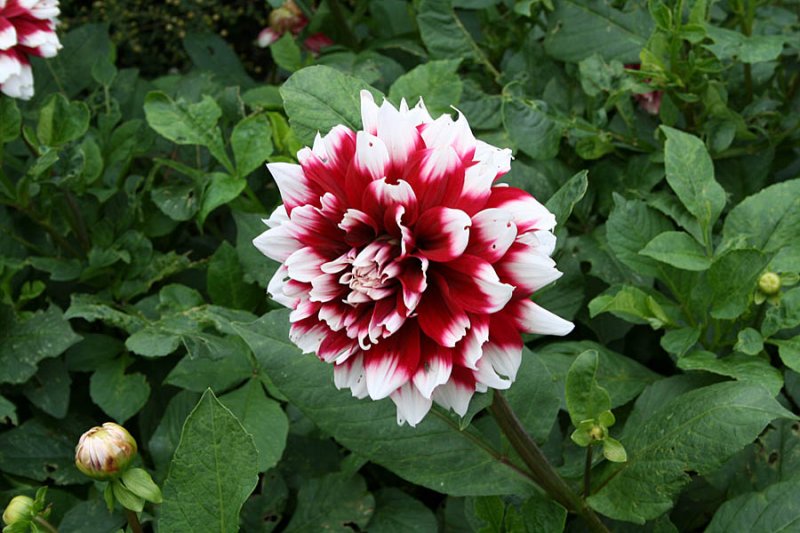 Dahlia 3.jpg