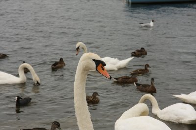 Swan Upper