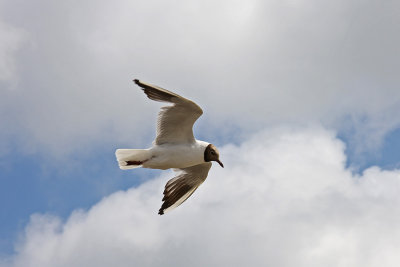 Black Headed Gull