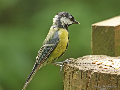 Young_Great_Tit