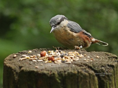 Young_Nuthatch